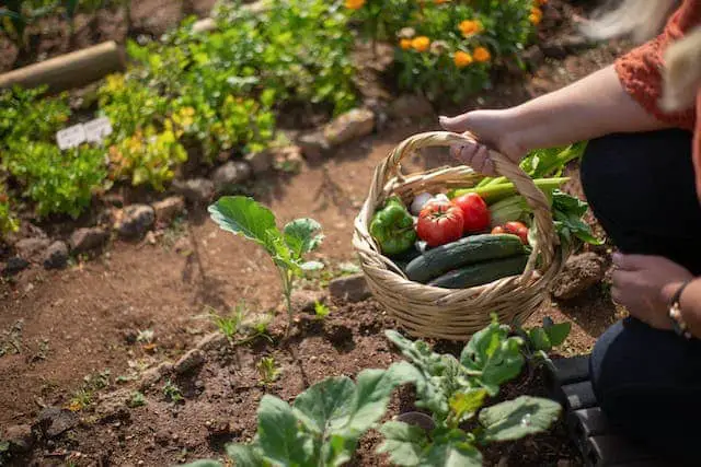How do I prepare to plant a vegetable garden